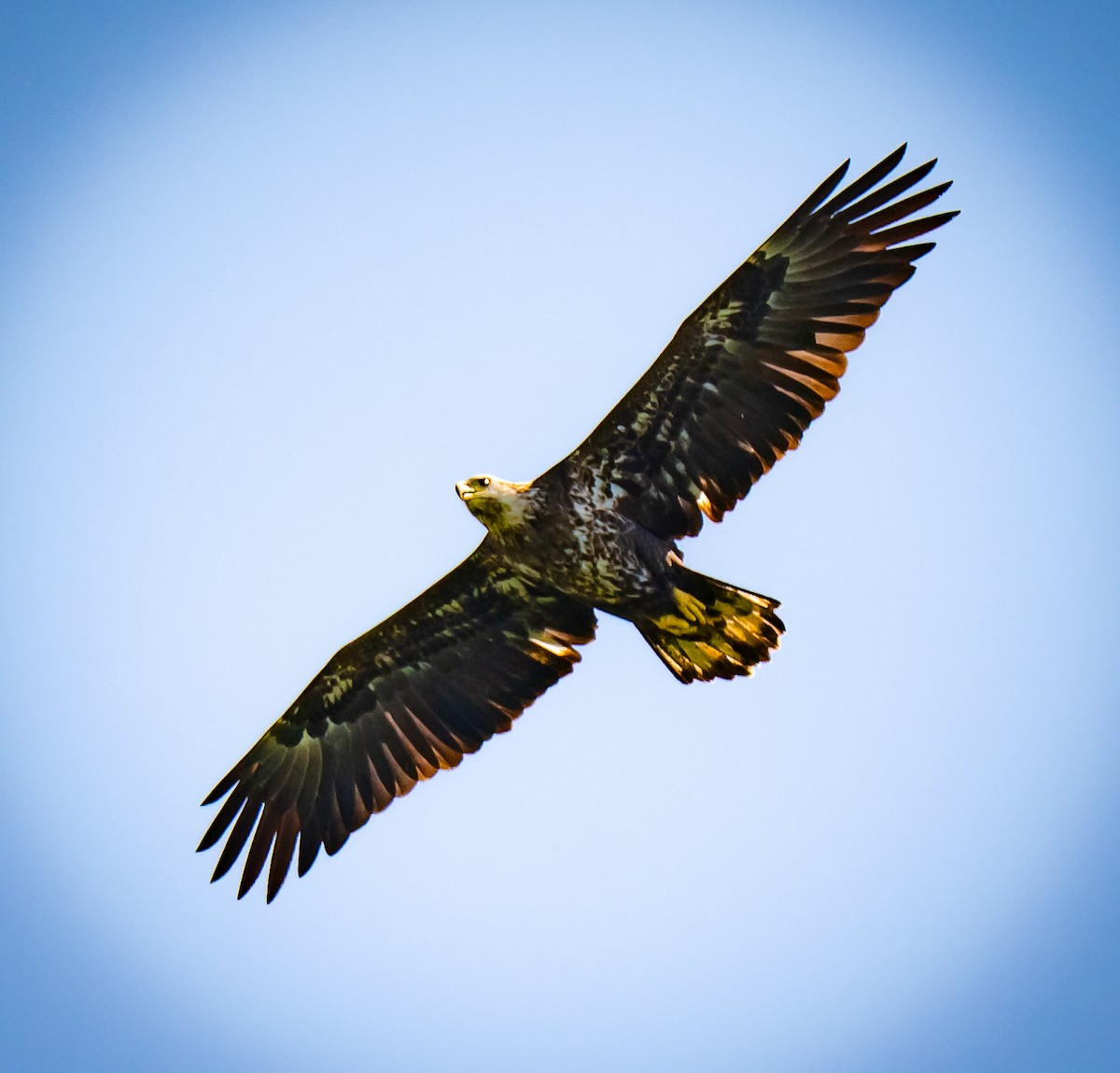 Weißkopf-Seeadler - ML642154387