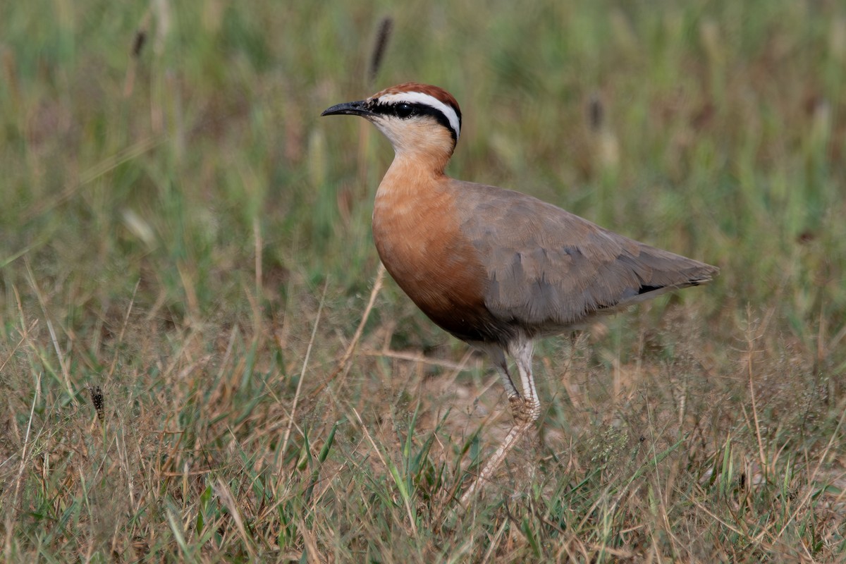 Courvite de Coromandel - ML642154407