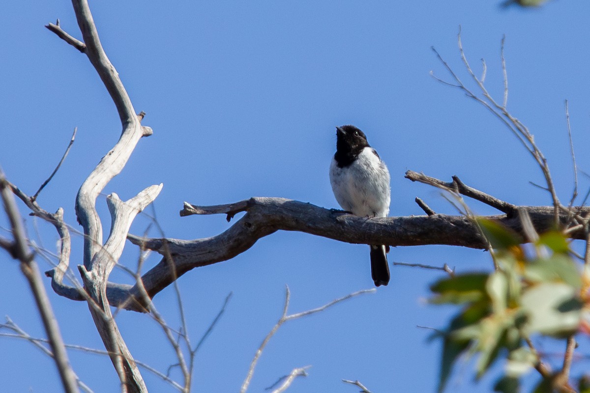 Hooded Robin - ML642154409