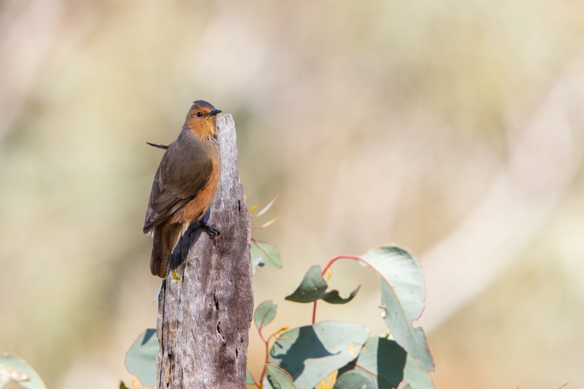 Rufous Treecreeper - ML642154418