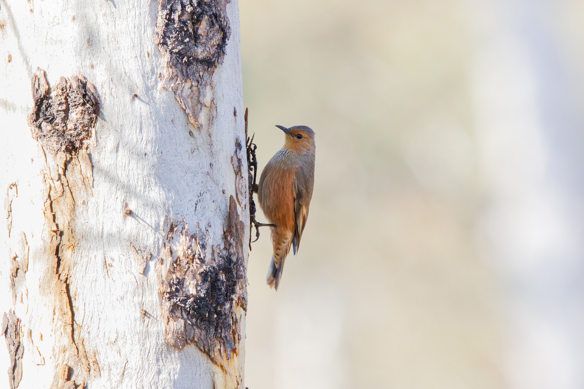 Rufous Treecreeper - ML642154419