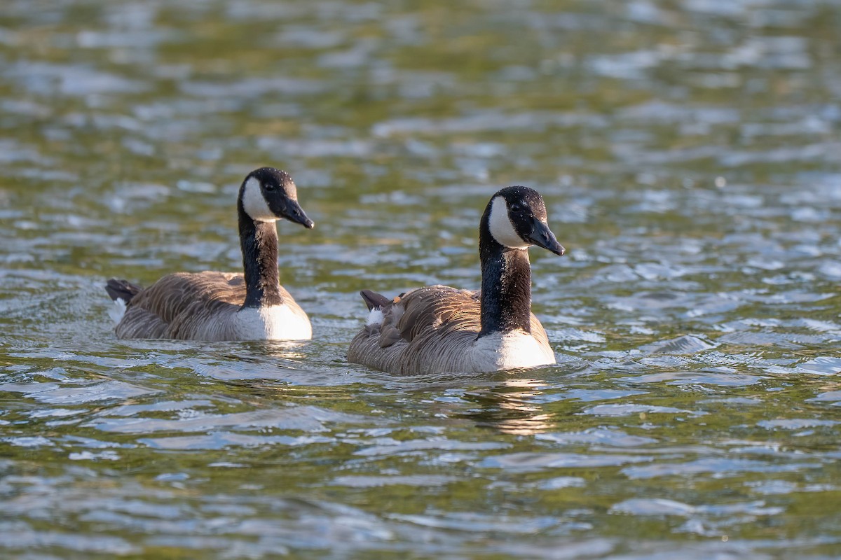 berneška velká - ML642154428