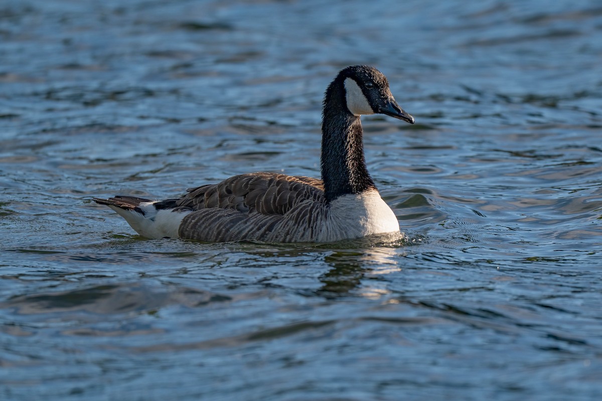 berneška velká - ML642154433