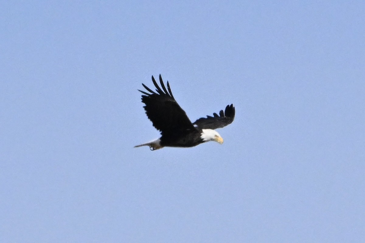 Weißkopf-Seeadler - ML642154439