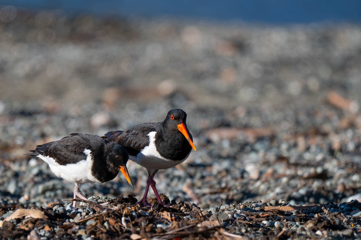 ústřičník jižní - ML642154444