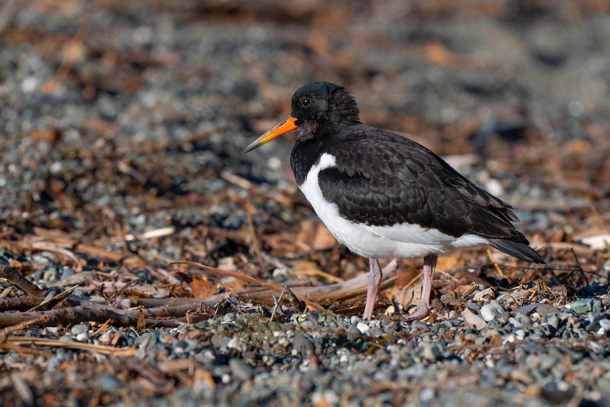 ústřičník jižní - ML642154446