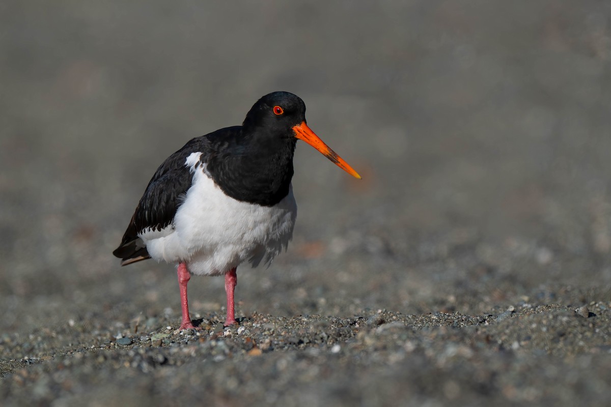 ústřičník jižní - ML642154447