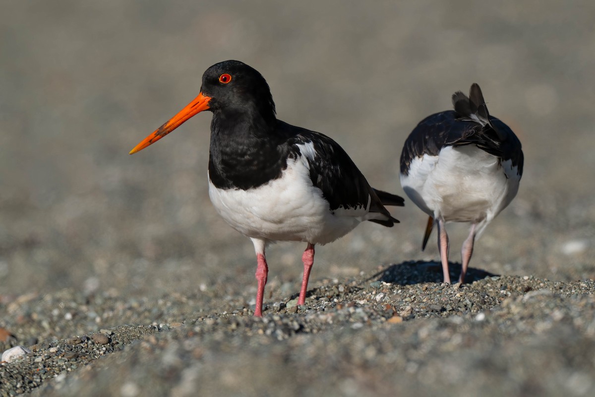 ústřičník jižní - ML642154456