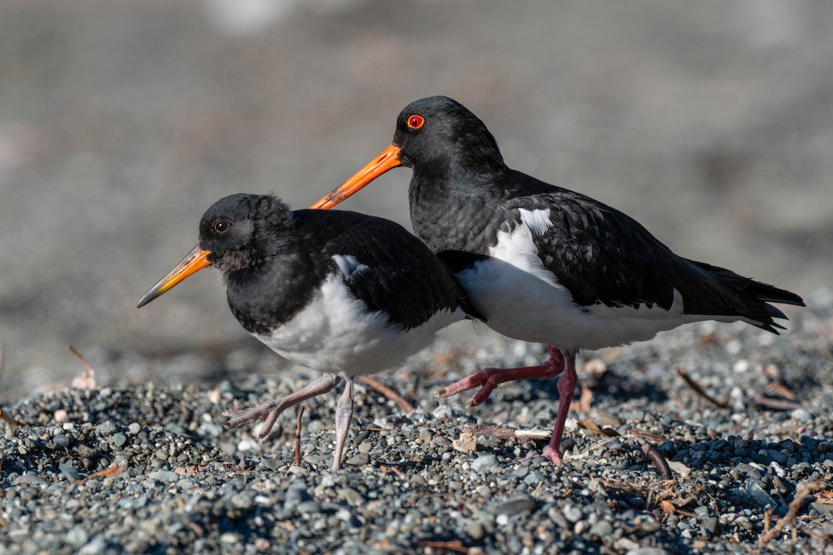 ústřičník jižní - ML642154458