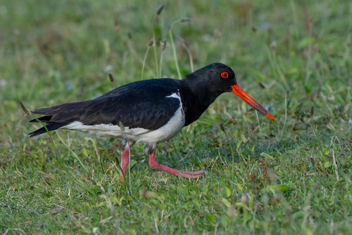 ústřičník jižní - ML642154459