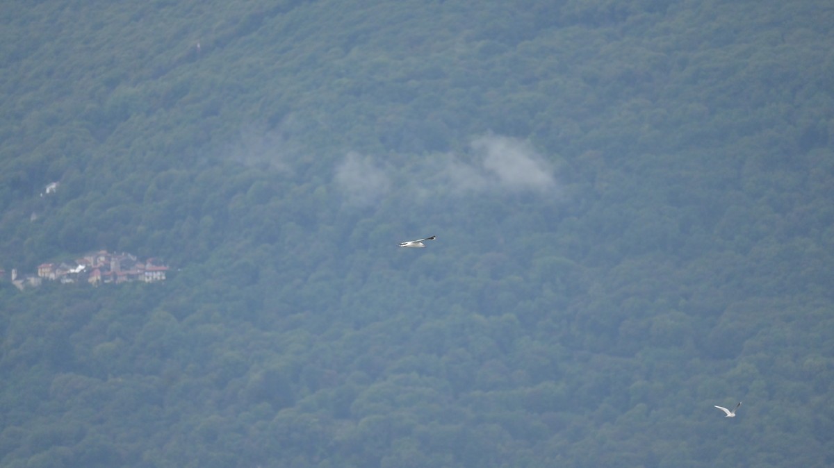 Antxeta mokogorria - ML642154461