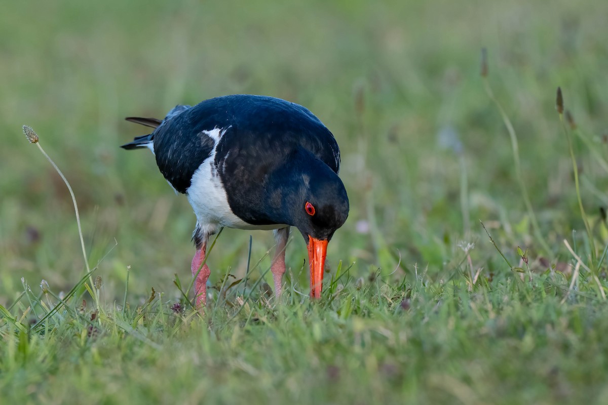 ústřičník jižní - ML642154462