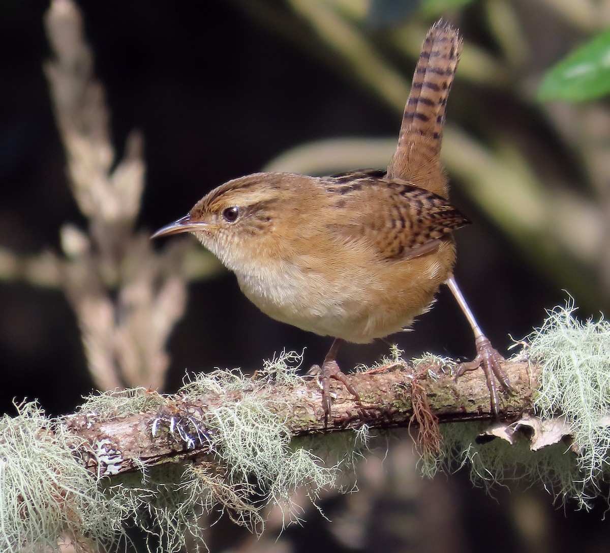 Grass Wren - ML642154469
