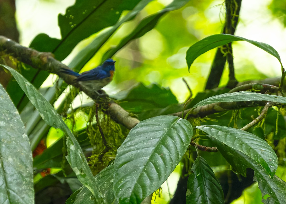 Malaysian Blue Flycatcher - ML642154518