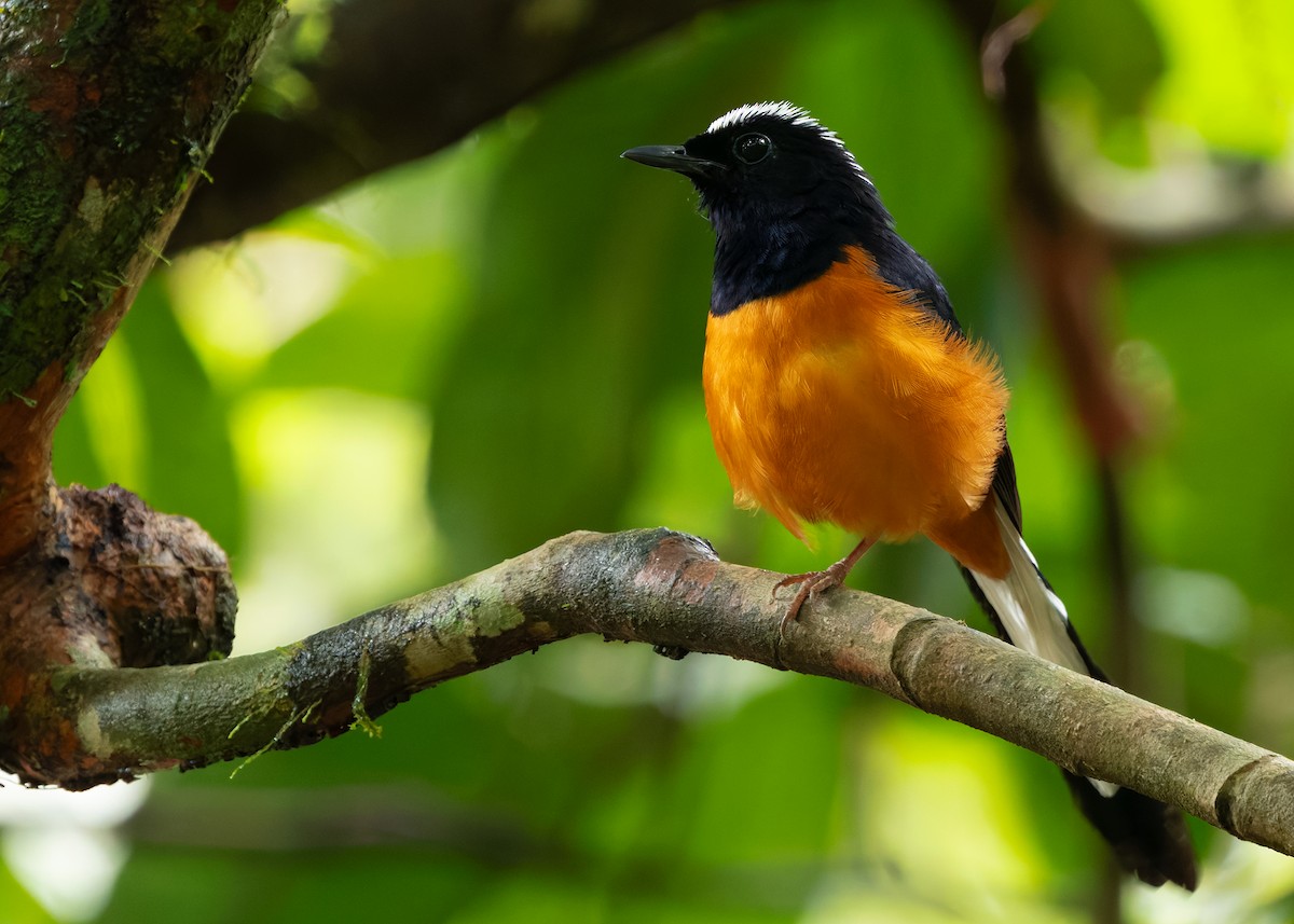 White-crowned Shama - ML642154520
