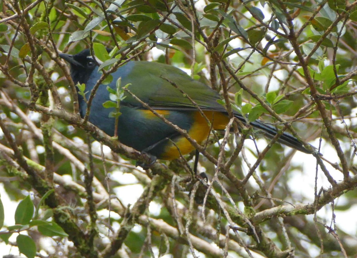 Eastern Crested Berrypecker - ML642154521