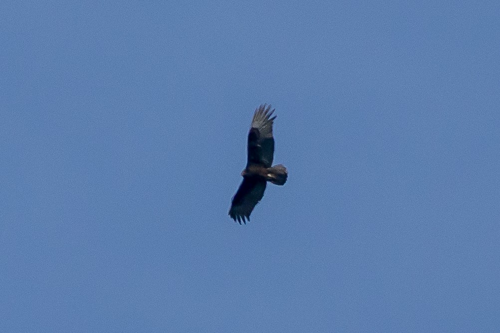 Turkey Vulture - ML642154522