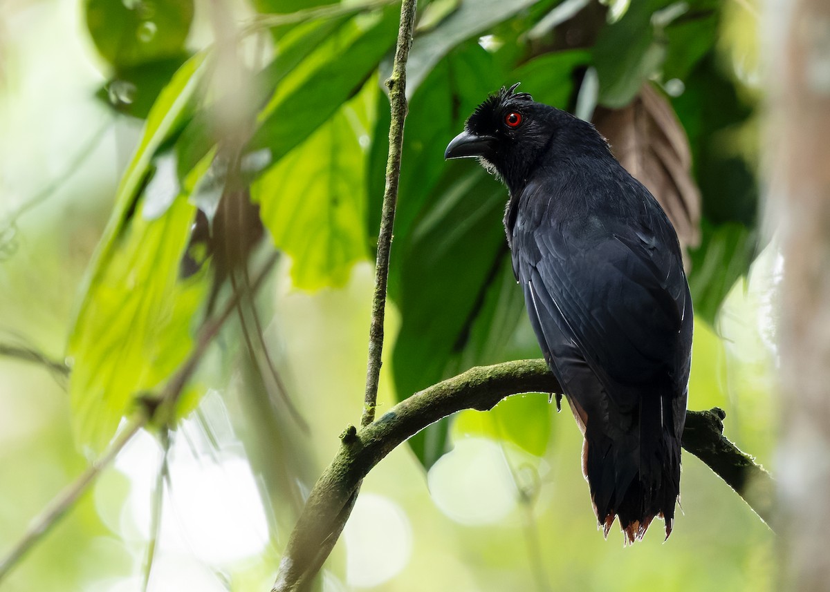 Bornean Black Magpie - ML642154523