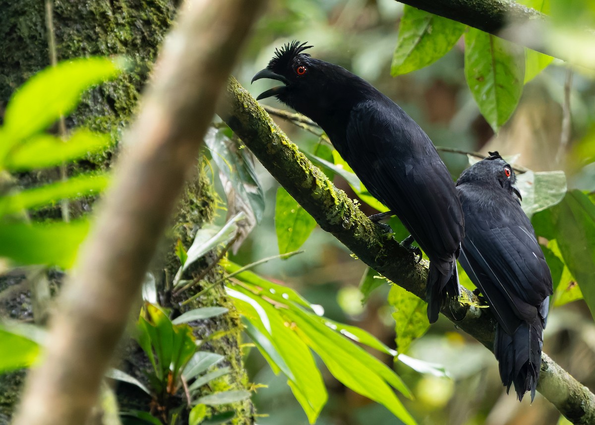 Bornean Black Magpie - ML642154525