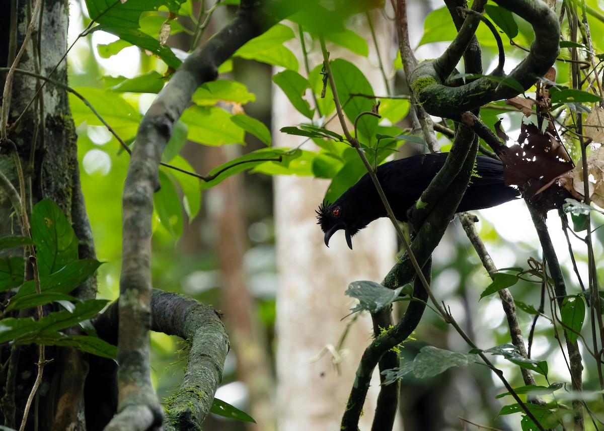 Bornean Black Magpie - ML642154526