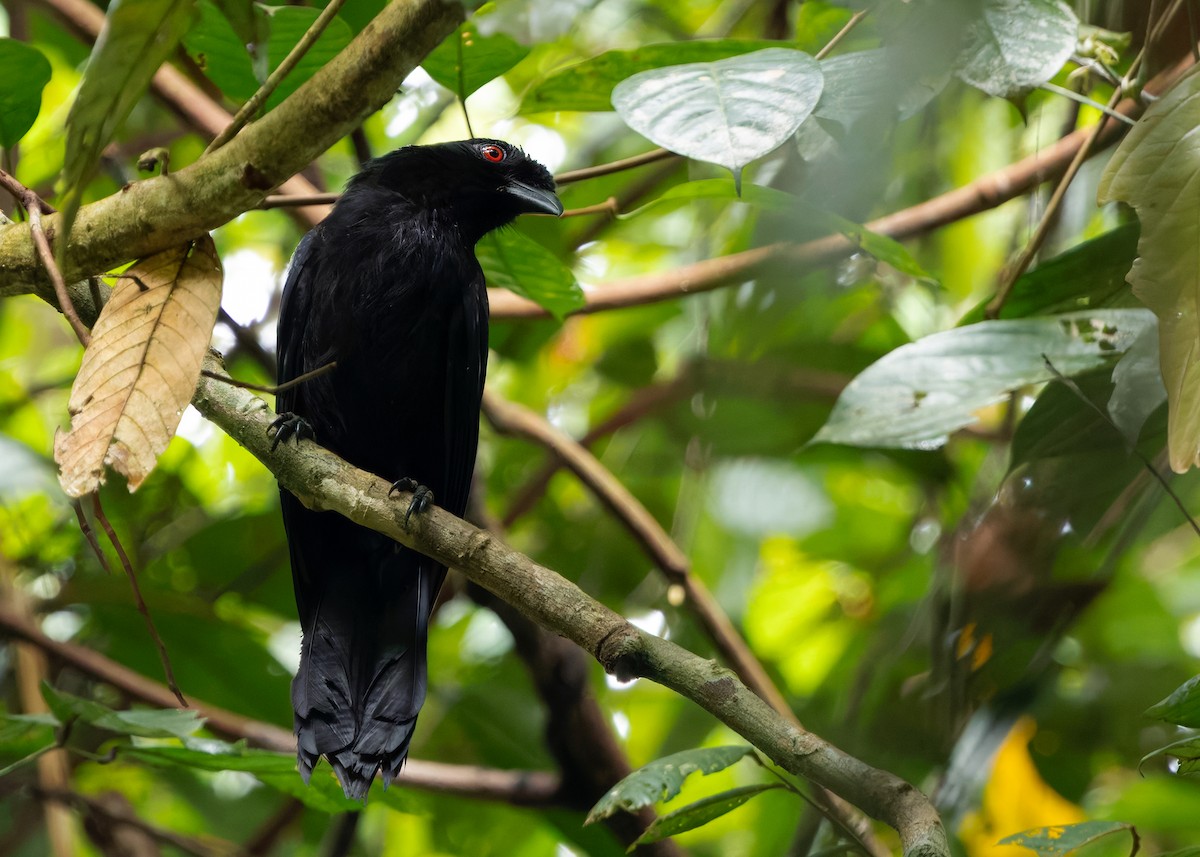 Bornean Black Magpie - ML642154527
