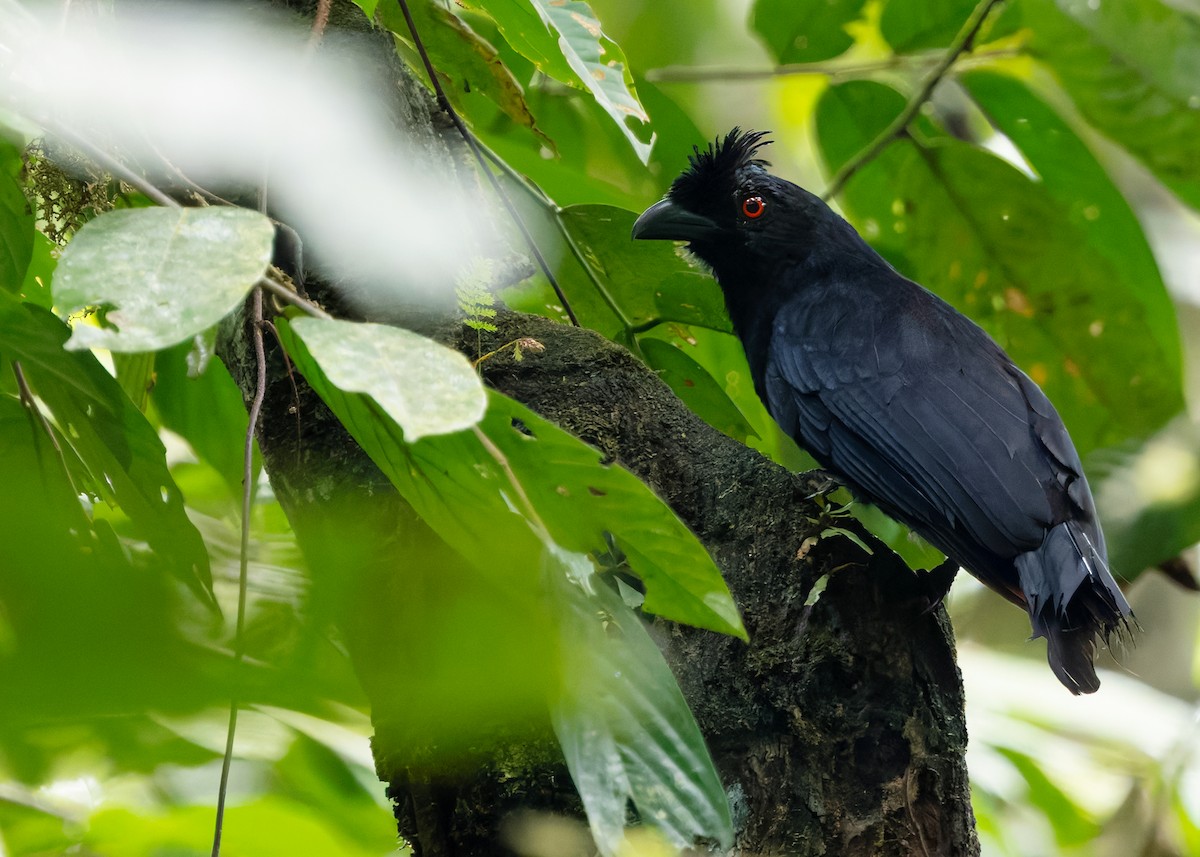 Bornean Black Magpie - ML642154529
