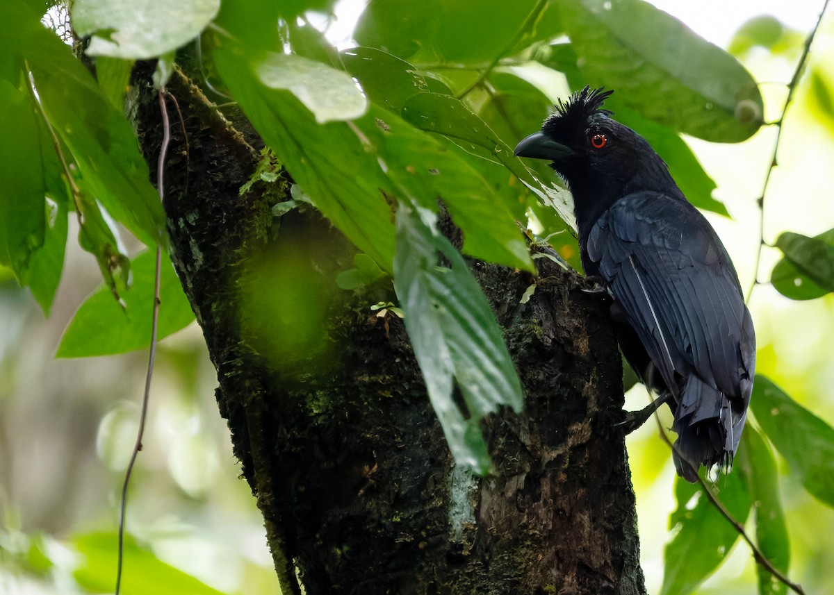 Bornean Black Magpie - ML642154530