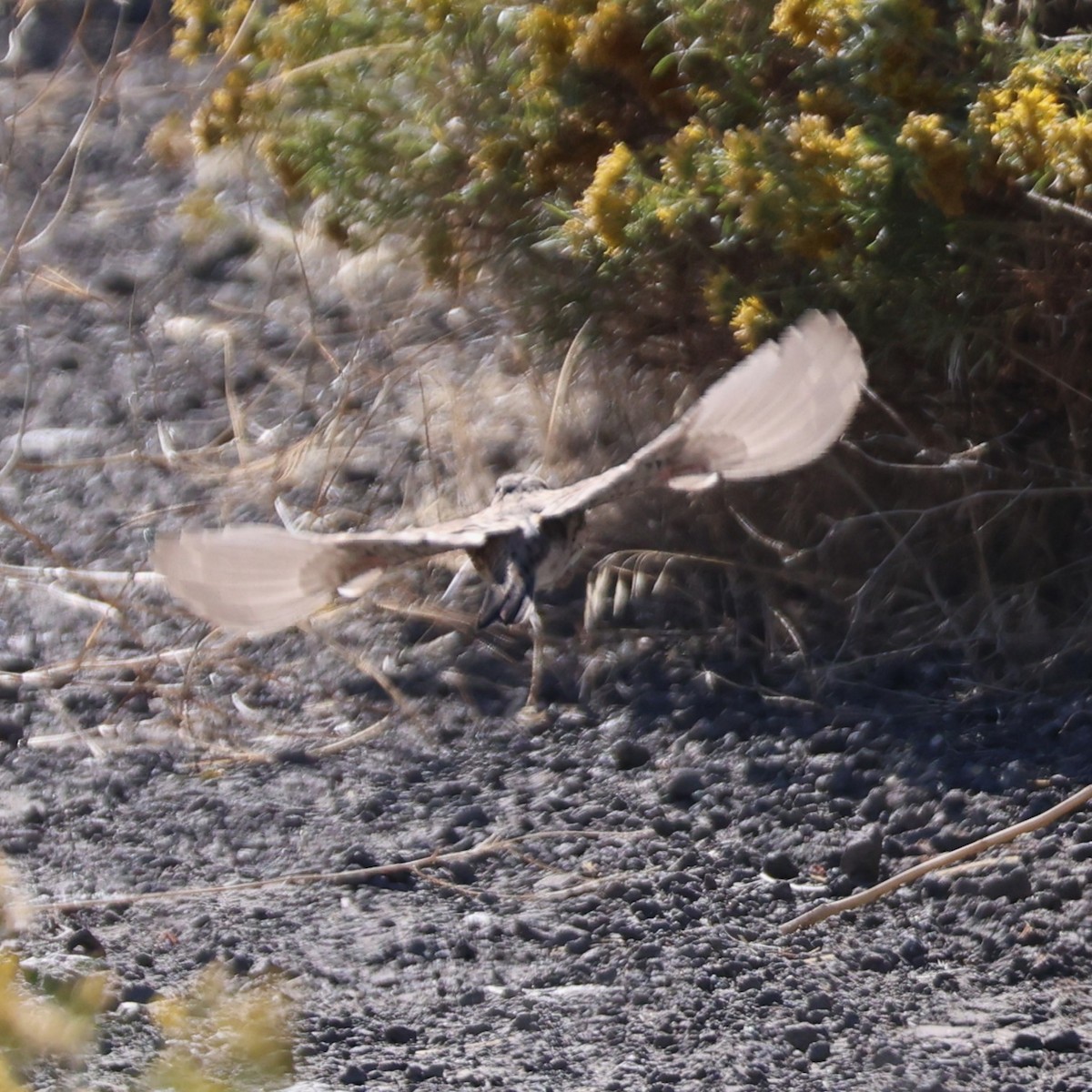 Vesper Sparrow - ML642154532