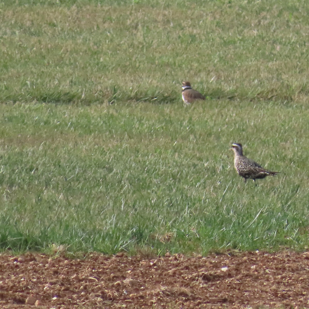 American Golden-Plover - ML642154540
