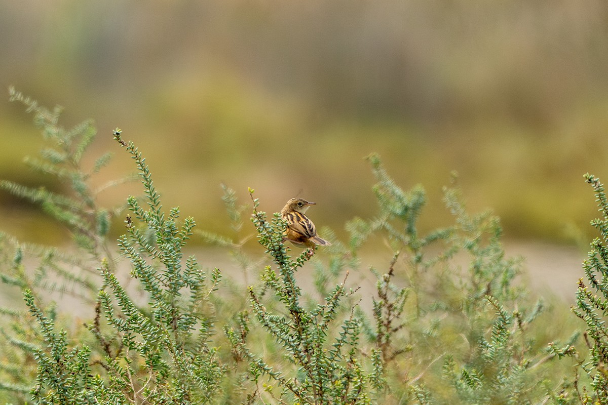 Zitting Cisticola - ML642154541