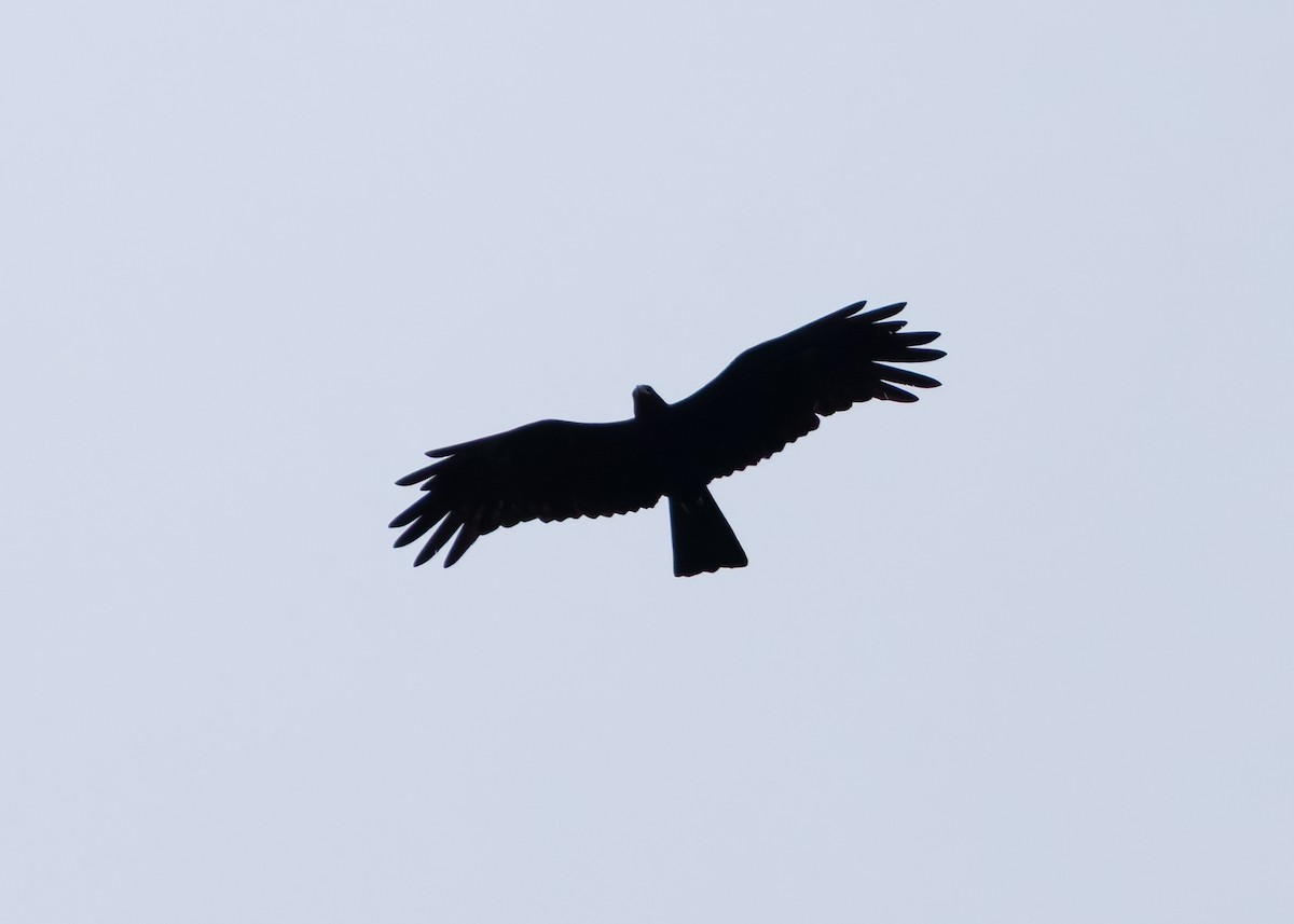 Black Eagle - ML642154542