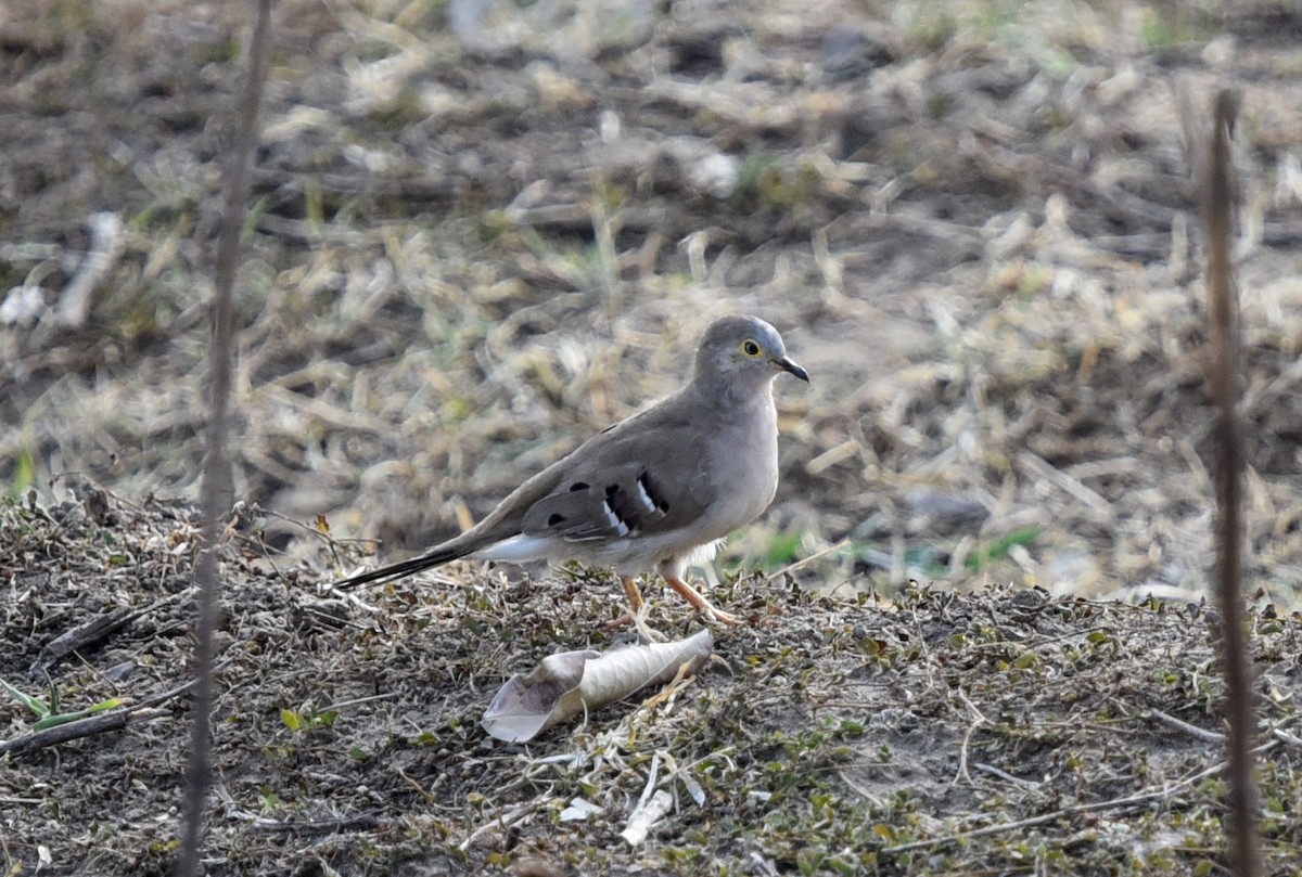 Long-tailed Ground Dove - ML642154543