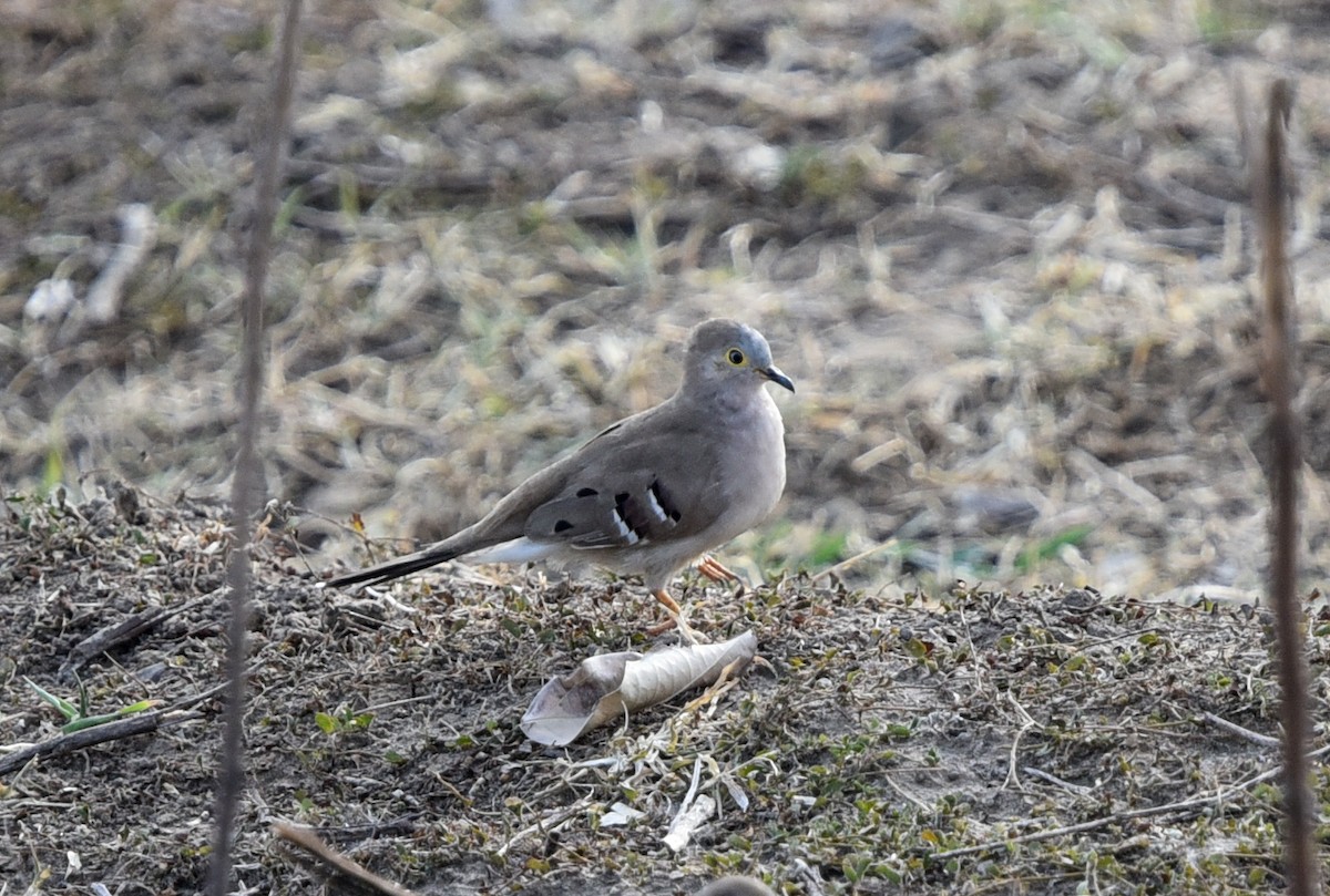 Long-tailed Ground Dove - ML642154544