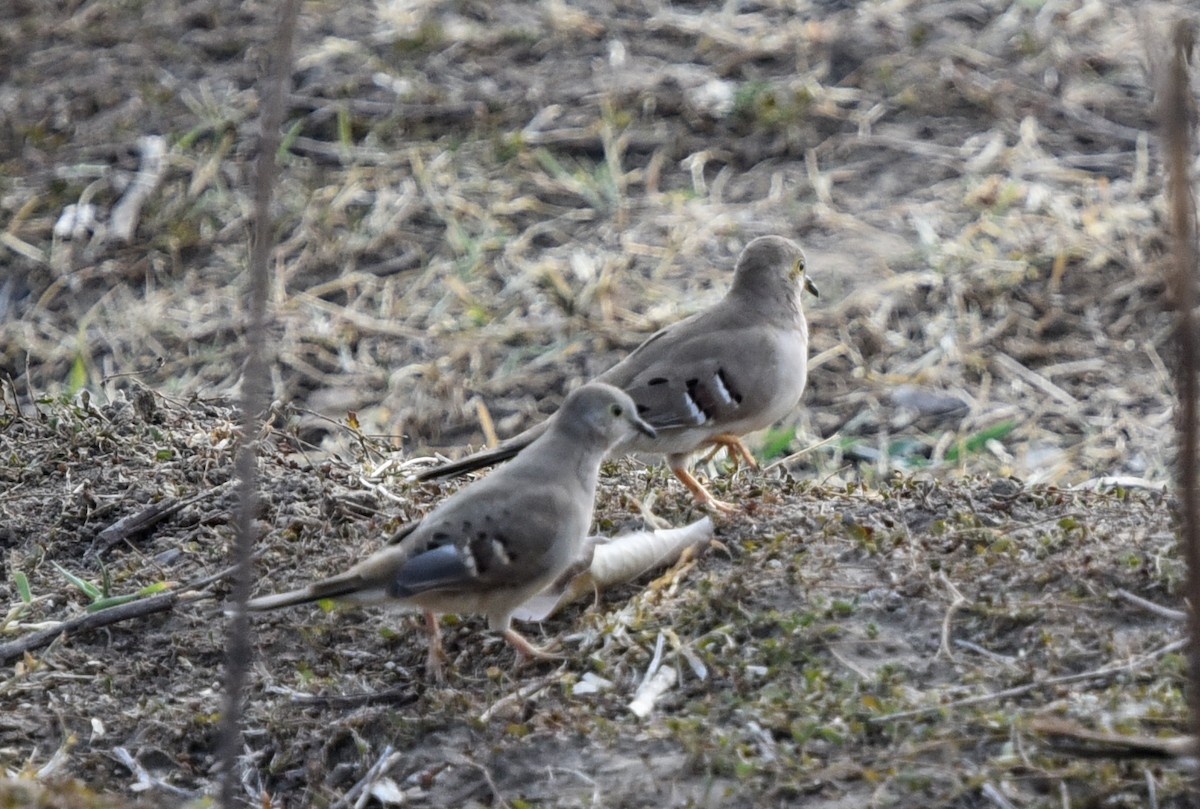 Long-tailed Ground Dove - ML642154545