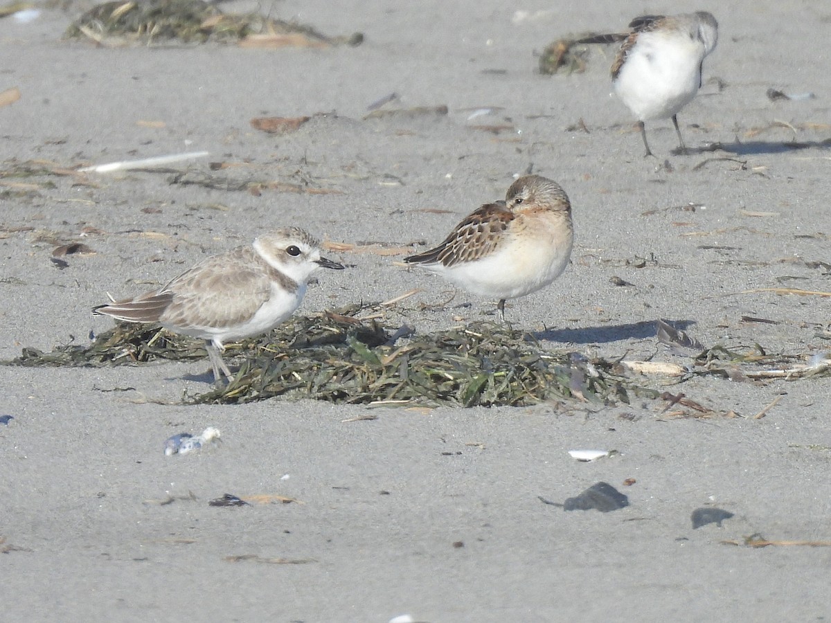 Snowy Plover - ML642154546