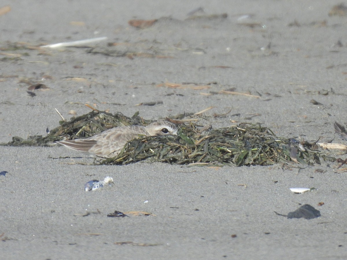 Snowy Plover - ML642154547