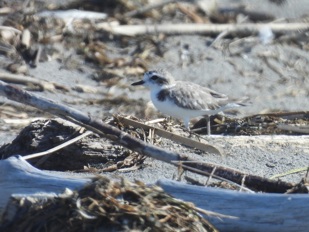 Snowy Plover - ML642154548