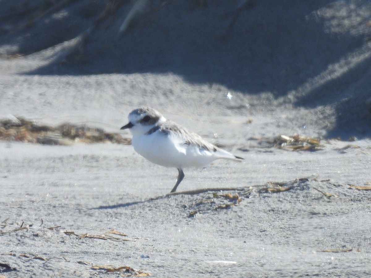 Snowy Plover - ML642154549