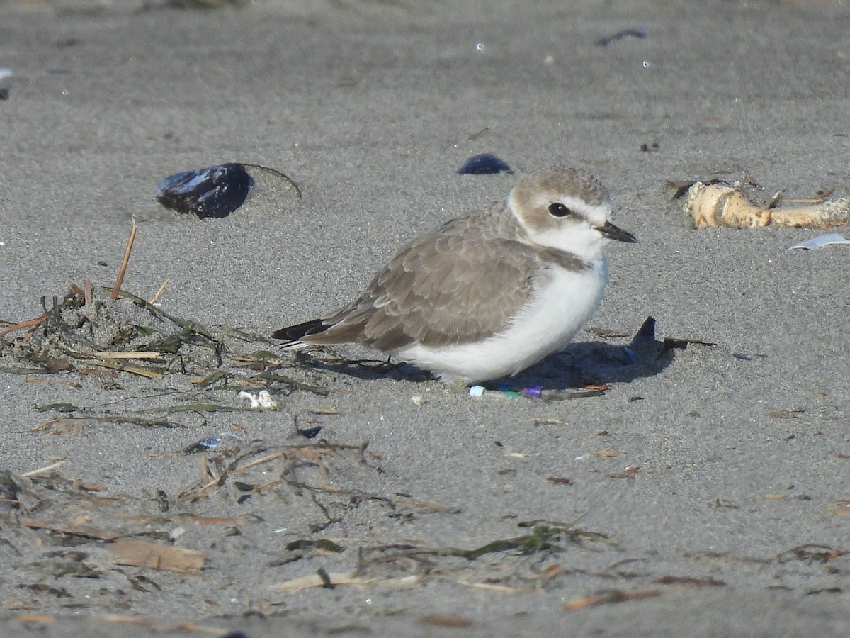 Snowy Plover - ML642154550