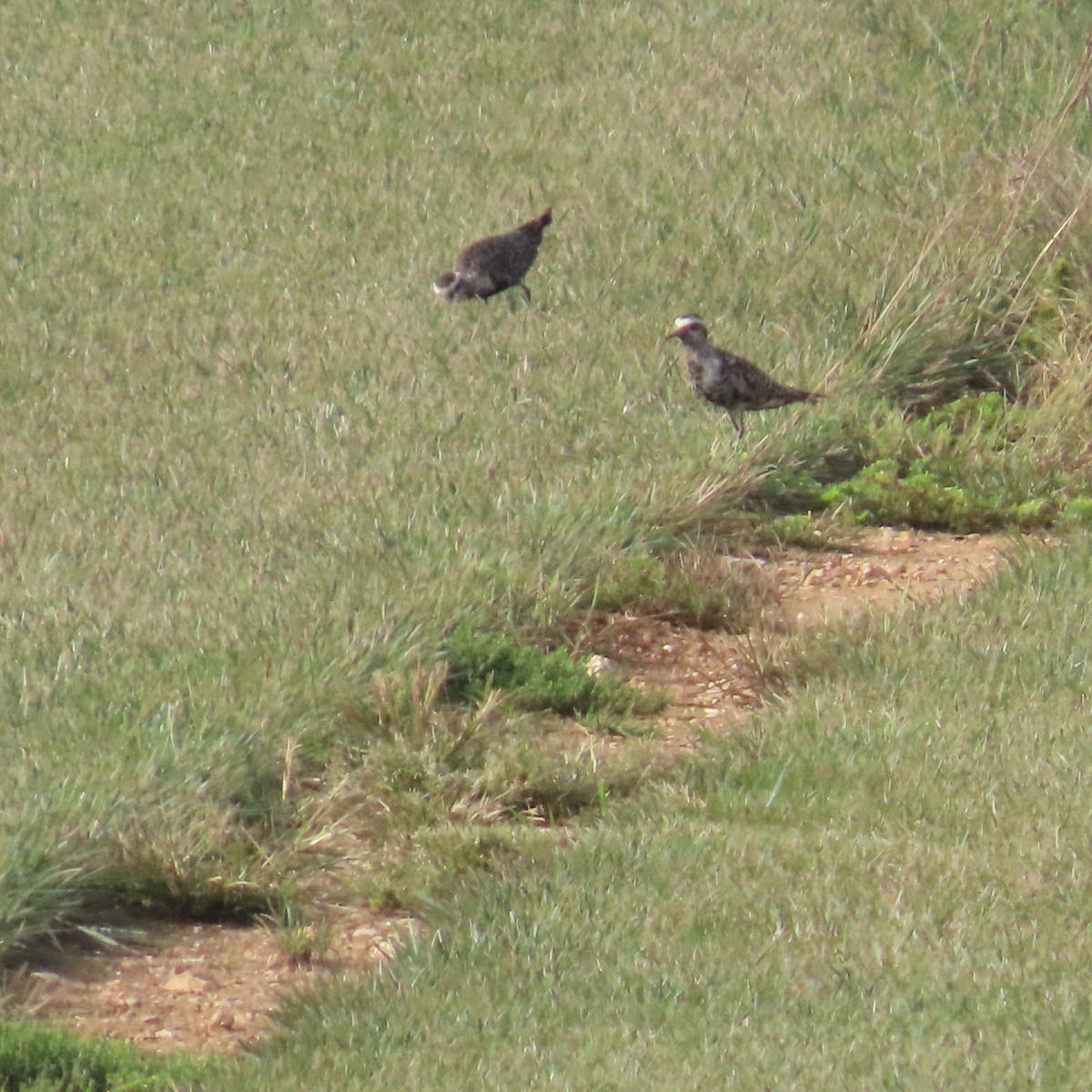 American Golden-Plover - ML642154551