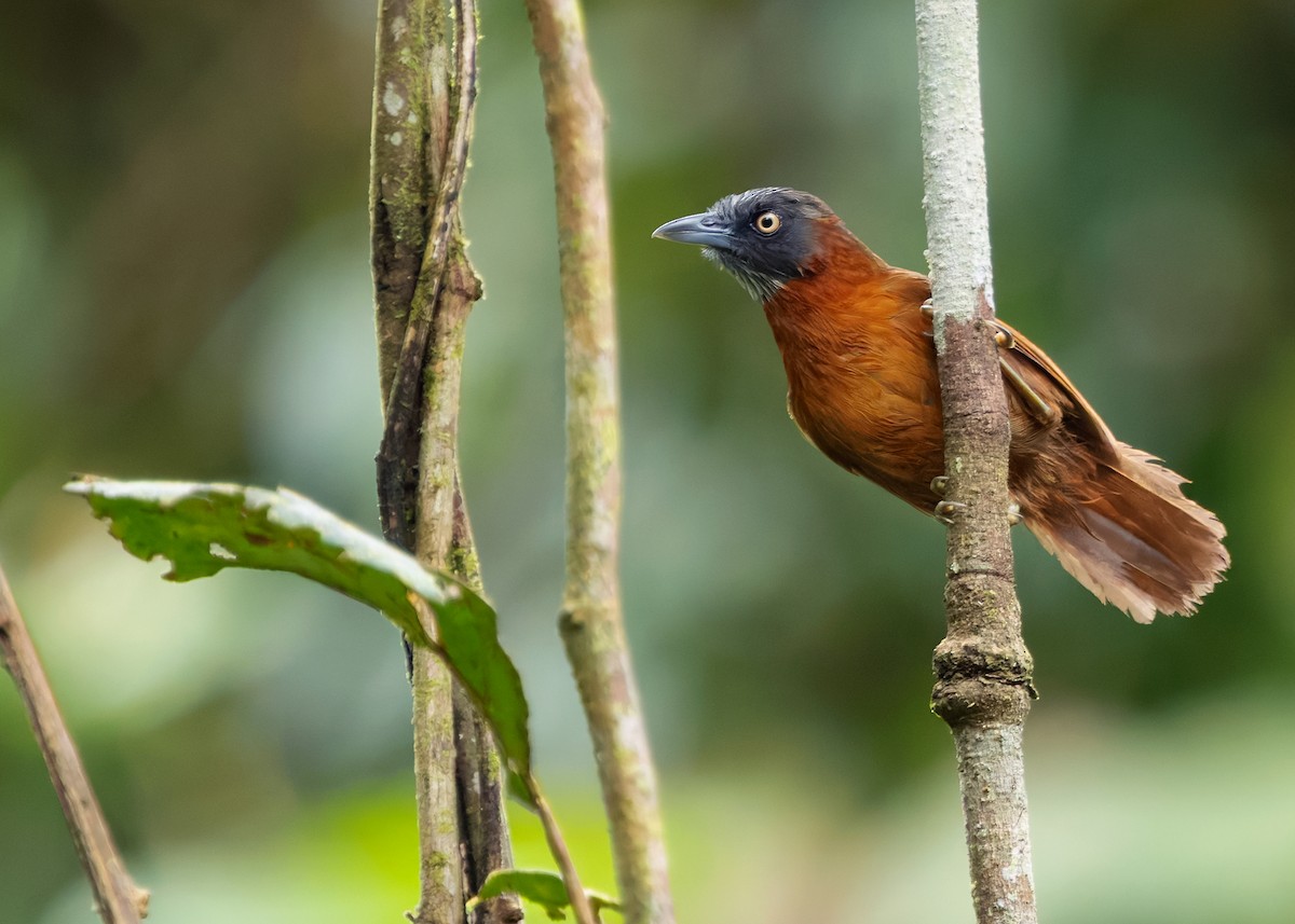 Gray-headed Babbler - ML642154552