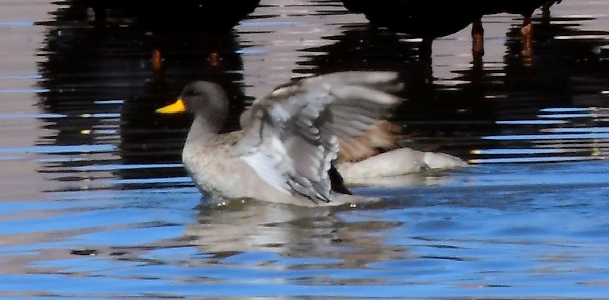 Yellow-billed Teal - ML642154553