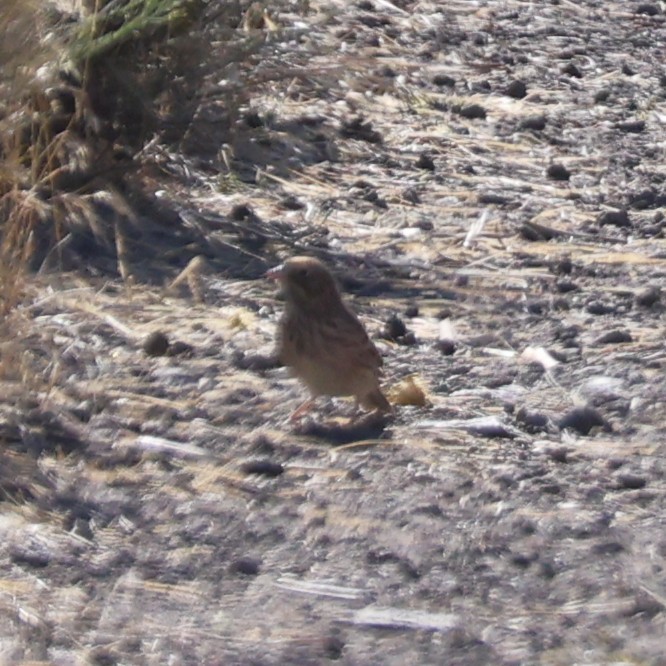 Vesper Sparrow - ML642154554