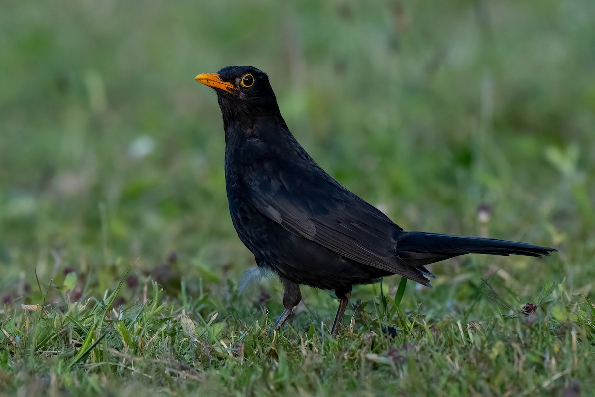 kos černý - ML642154576