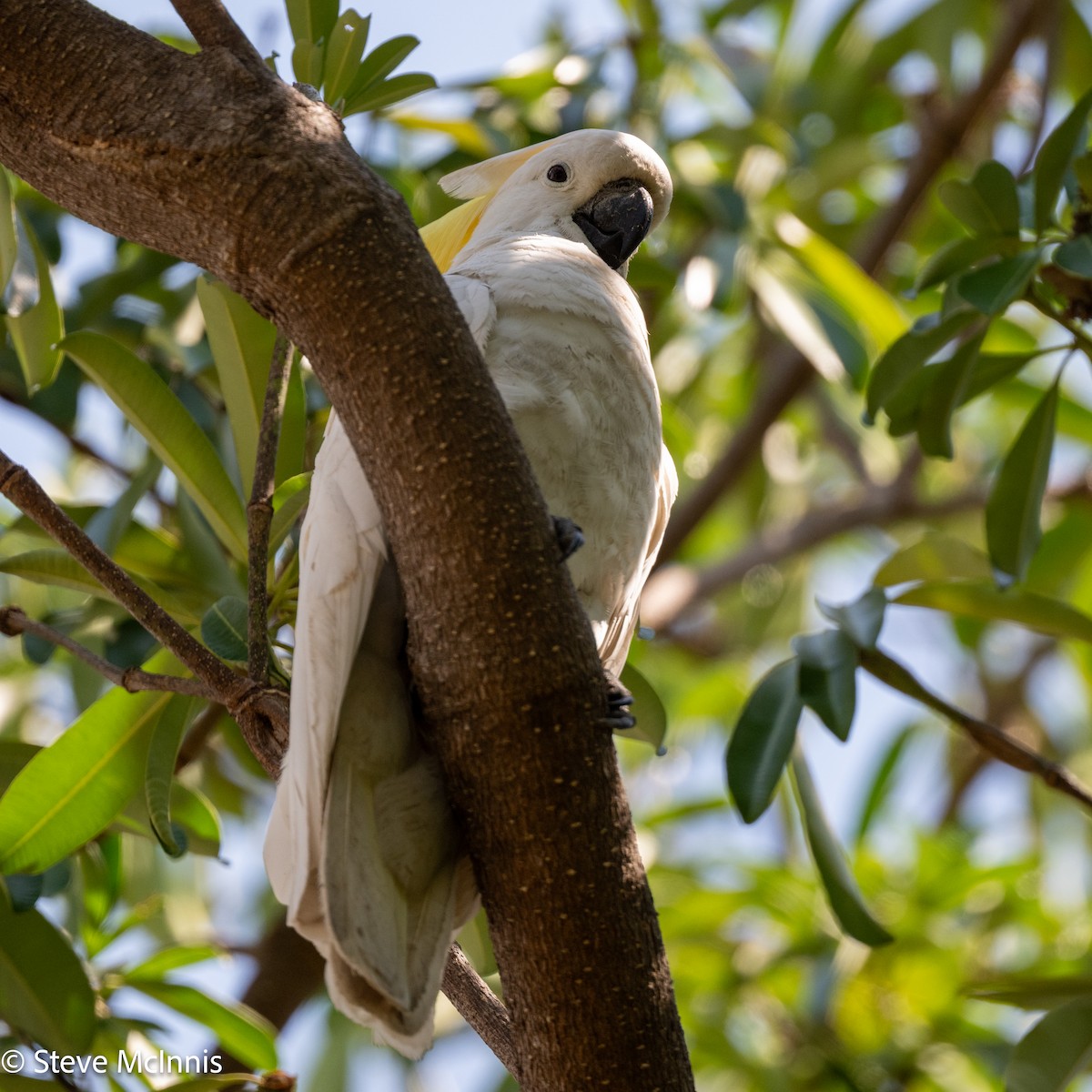 Sulphur-crested Cockatoo - ML642154578