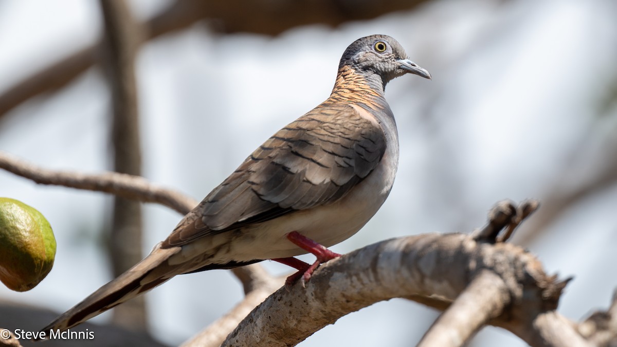 Bar-shouldered Dove - ML642154587