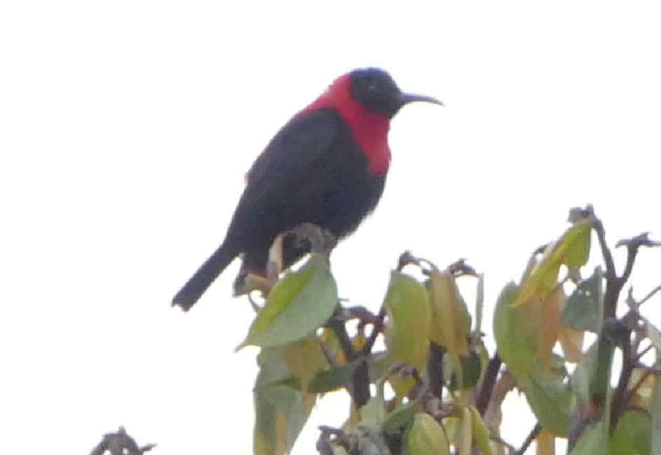 Red-collared Myzomela - ML642154590