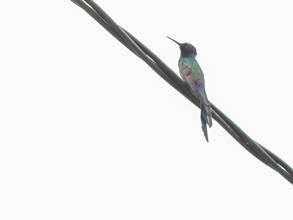 Swallow-tailed Hummingbird - ML642154628