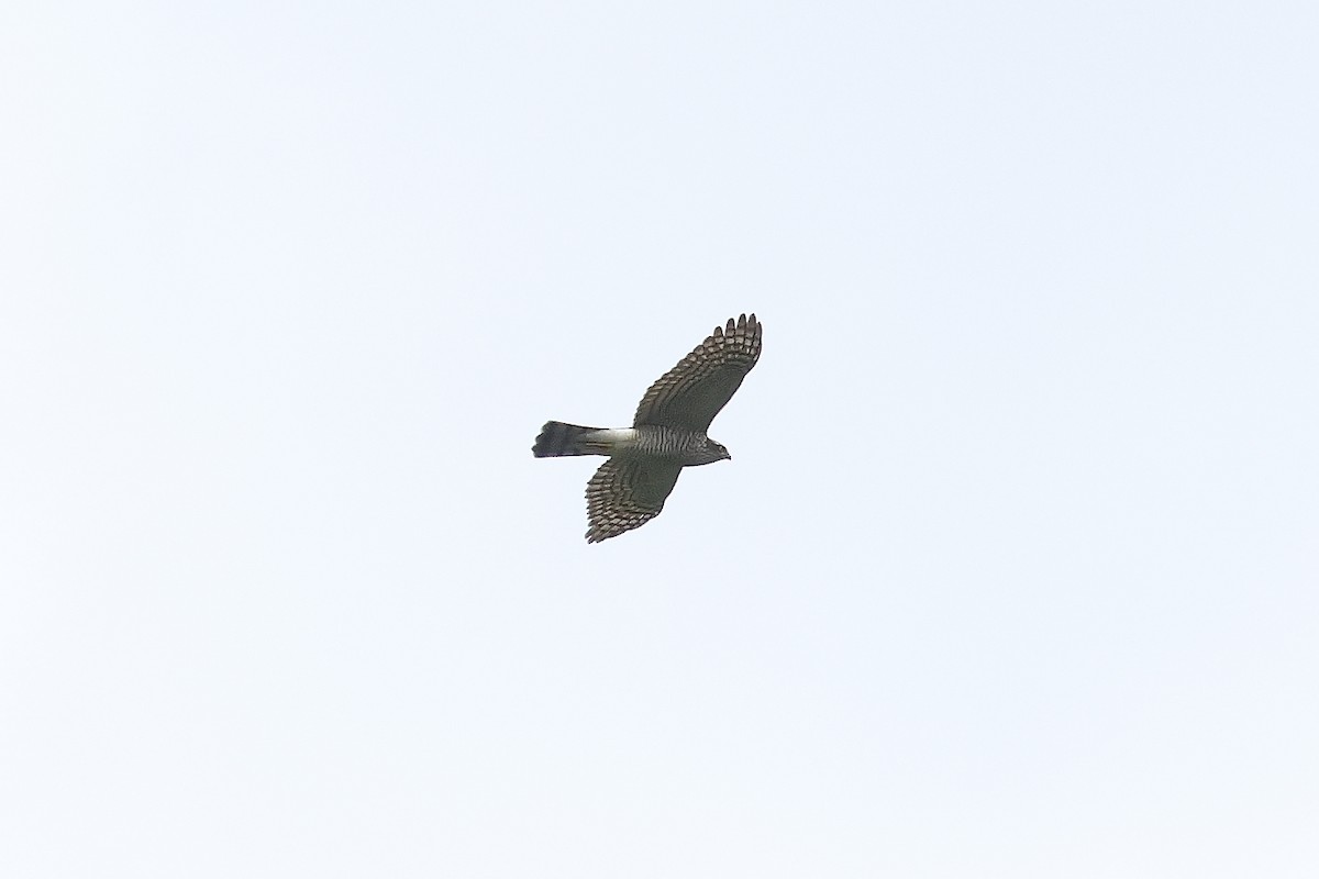 Mountain Hawk-Eagle - ML642154633