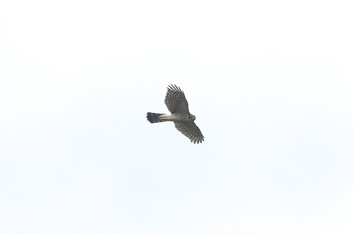Mountain Hawk-Eagle - ML642154634